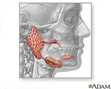 Illustration of the salivary